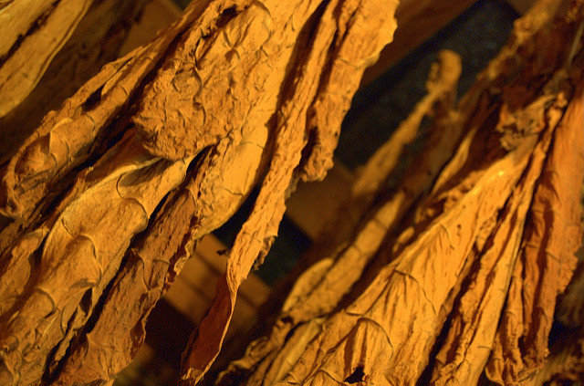 bengali tobacco Swedwatch: Report highlights abuses in Bangladeshi tobacco industry