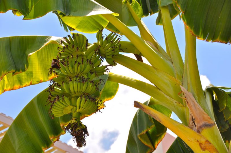 MEPs boost protection for banana growers as Ecuador joins FTA