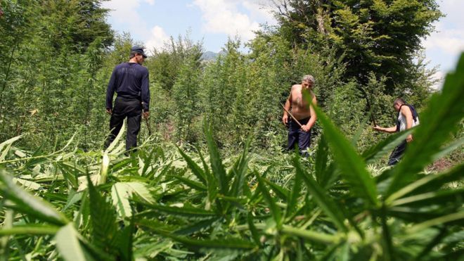 Albania grapples with cannabis, a hurdle to EU accession