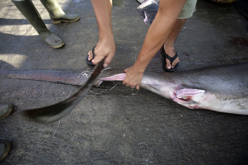 The EU and mako sharks: From sinner to saviour?