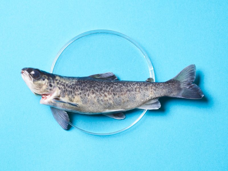 First came lab-grown meat – now comes the fish