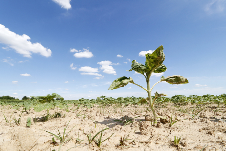 Germany leads push to bury EU’s first soil law
