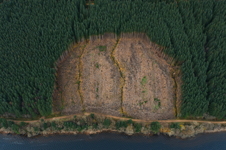 EU plans deforestation delay only for small businesses