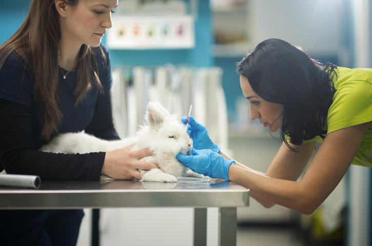 Europe readies chemical safety roadmap for animal testing phaseout