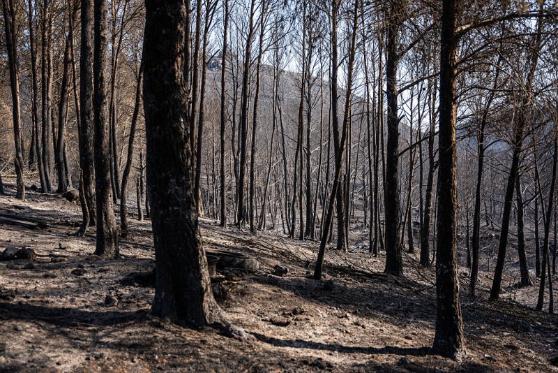 European Parliament rejects bill on forest data collection