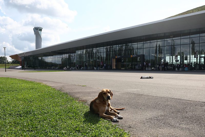 Woof justice: Flying dogs count as luggage, EU court rules