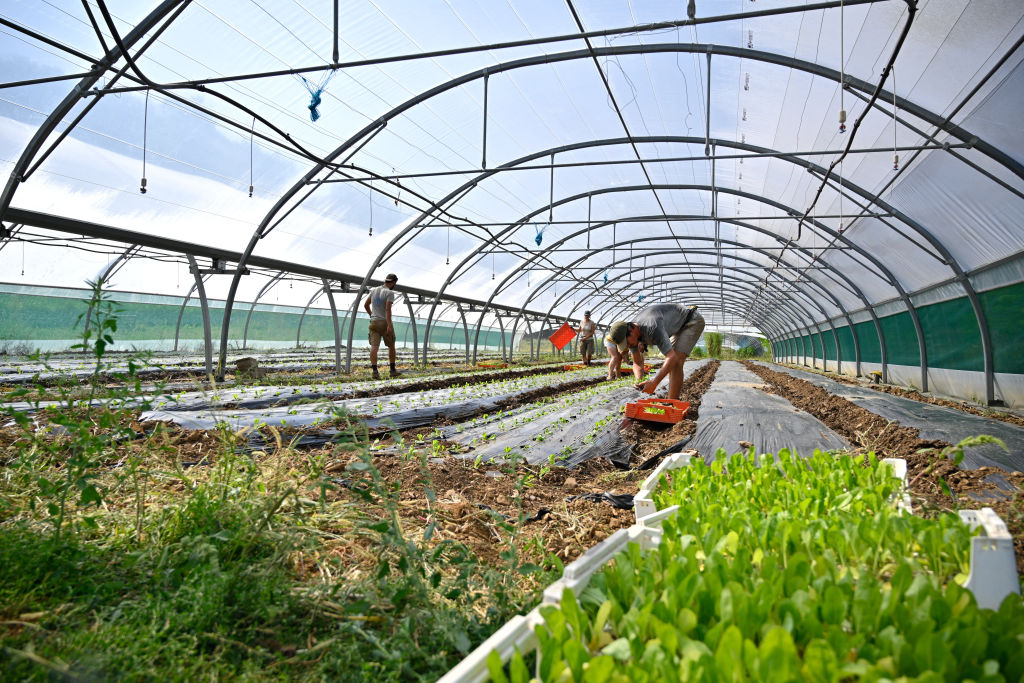 France’s organic sector rebounds after years of crisis