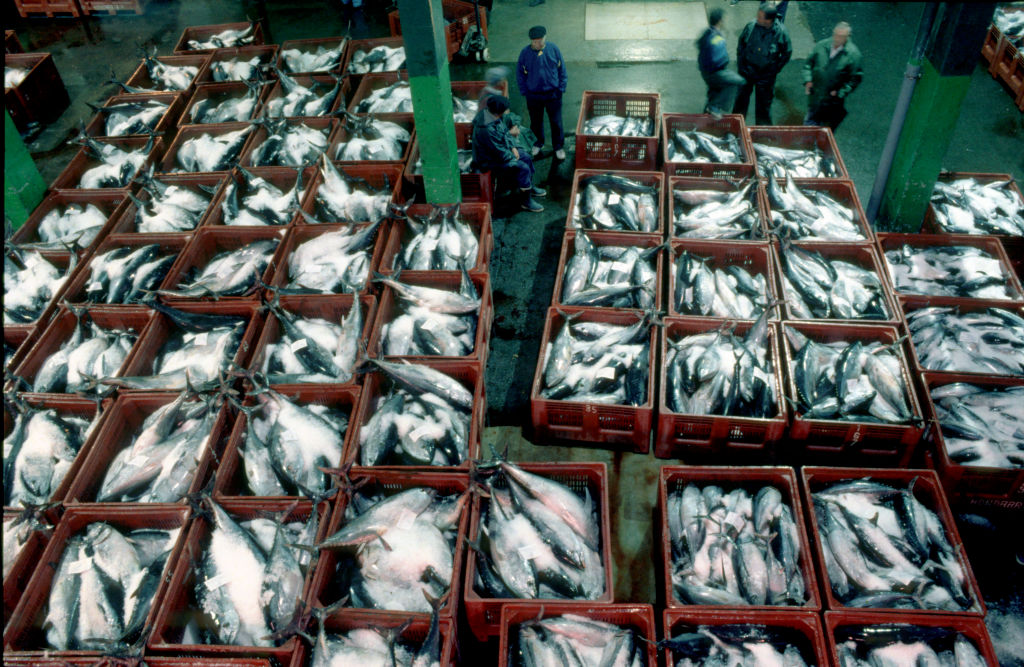 Thai tuna industry pushes for tariff-free EU access amid trade talks