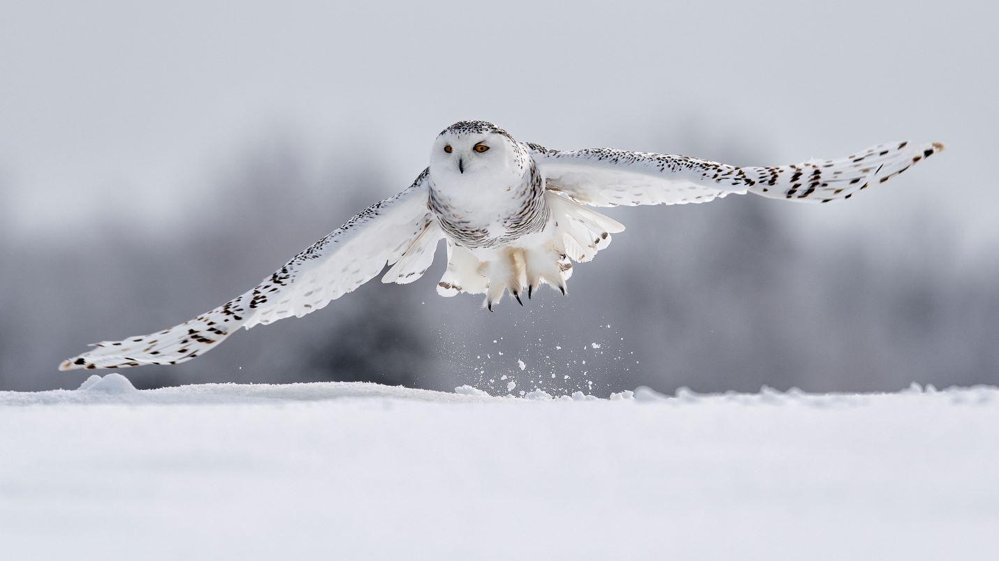 Snowy owls declared extinct in Sweden