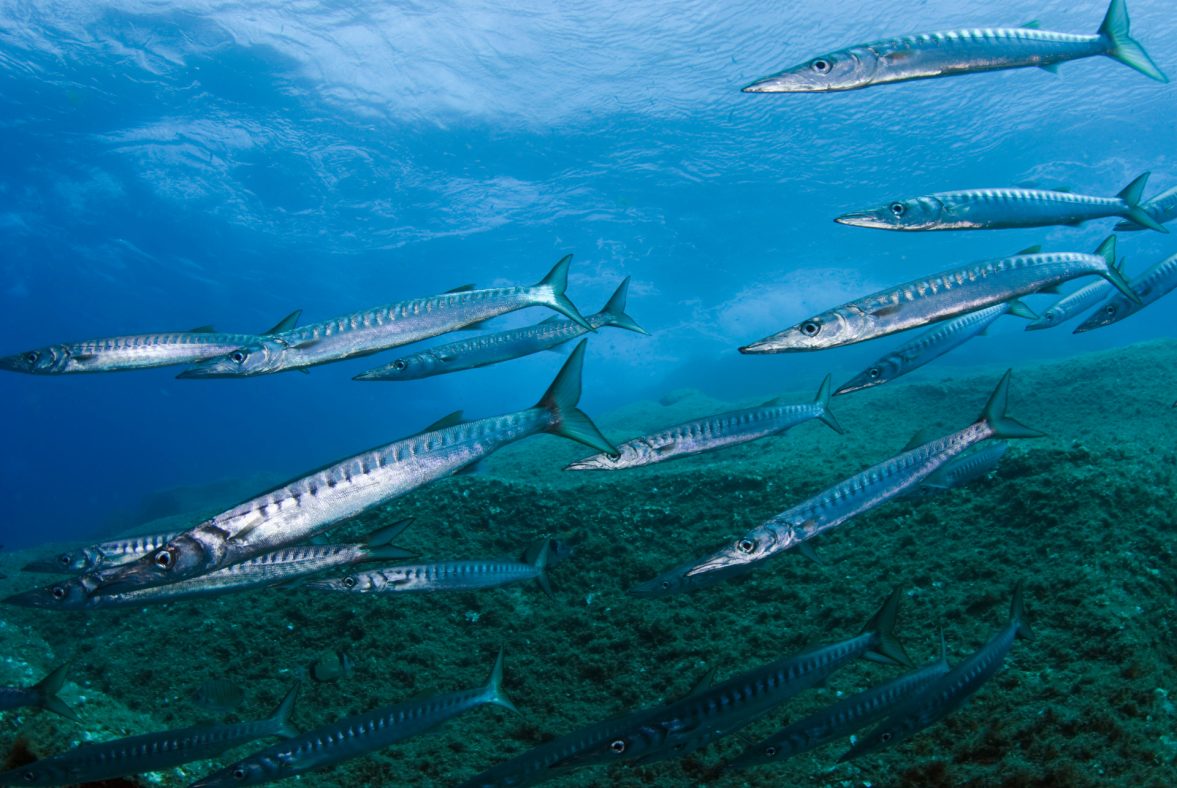 Who will shape the High Seas Treaty in the Mediterranean? [Promoted Content]