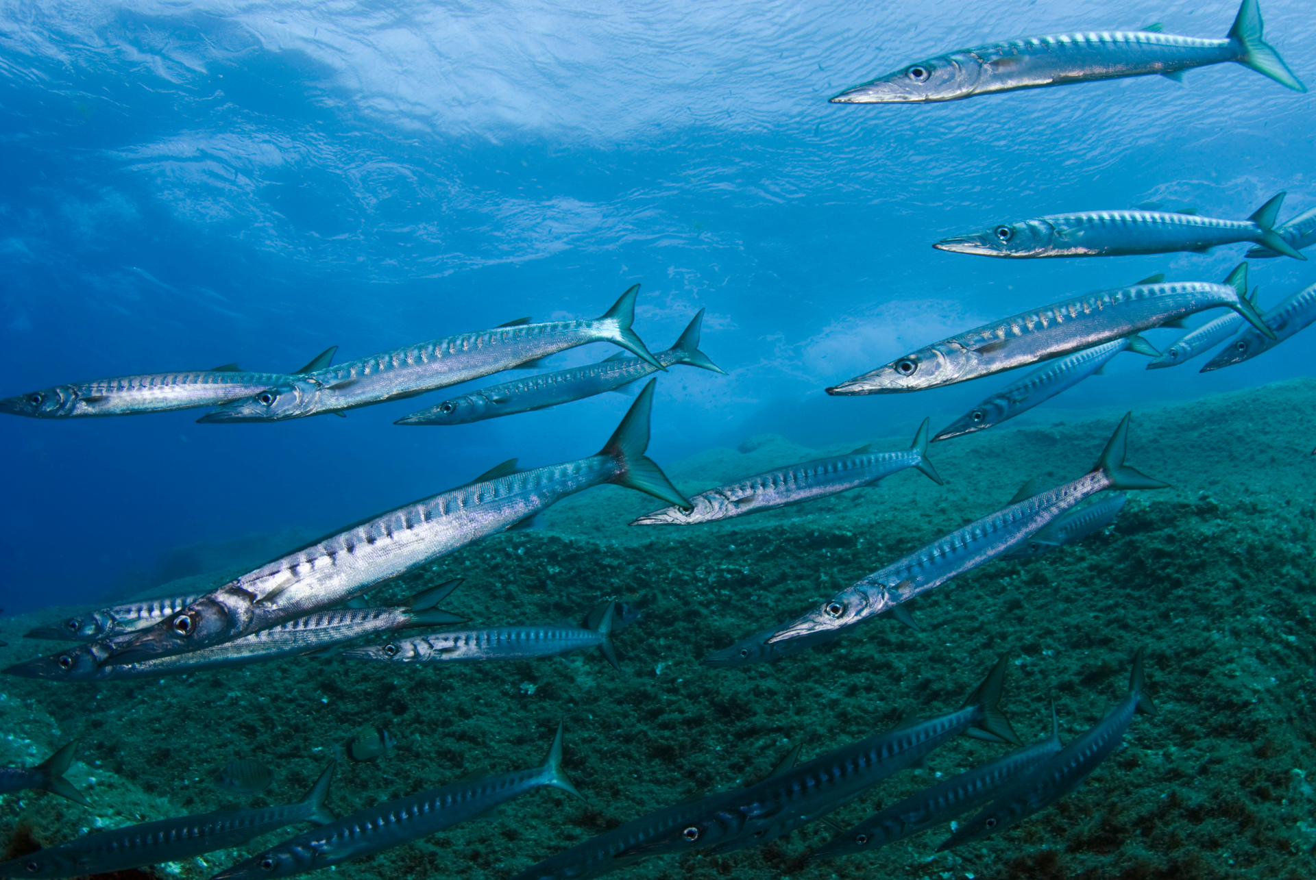 Who will shape the High Seas Treaty in the Mediterranean? [P