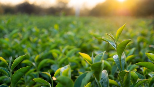 Green molecules – How can they strengthen Europe’s energy security and industrial competitiveness? [Advocacy Lab]
