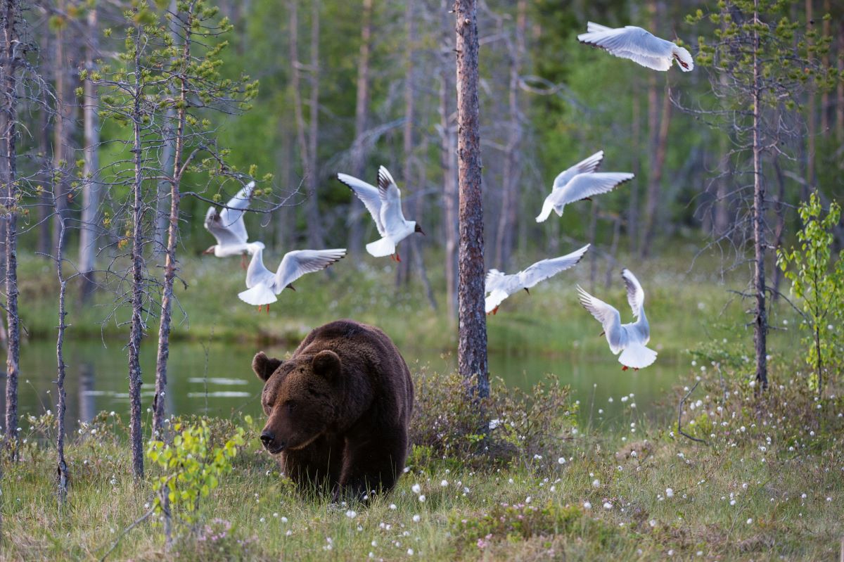 Romania, Slovakia seek EU green light for mass bear cull
