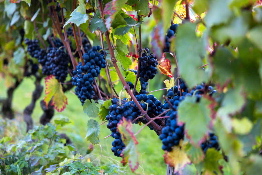 EU gene-editing push meets thorny wine market rule