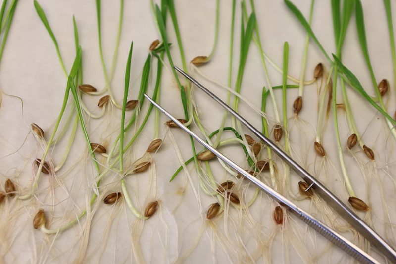New rules for biotech crops clear final hurdle in Parliament