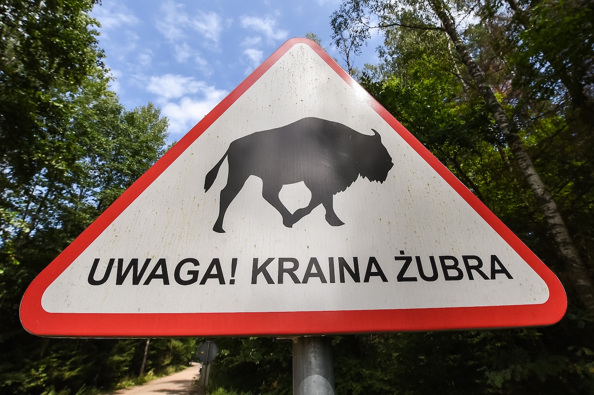The remarkable comeback of the Polish bison