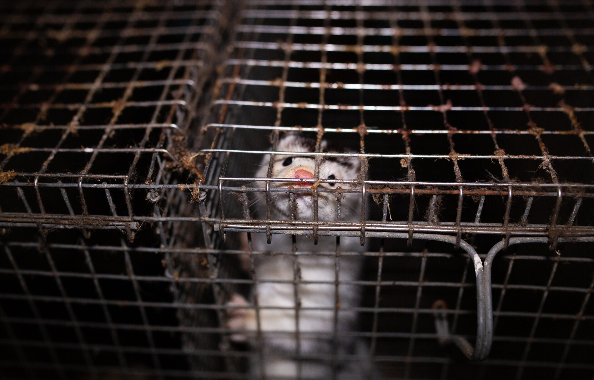 As the EU mulls over a fur ban, the Greek state wants to support a new mink farm [Promoted Content]