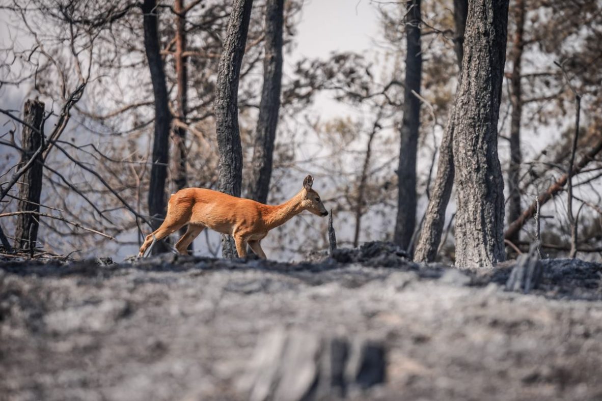 Wildfire-hit wildlife needs help to recover, activists warn