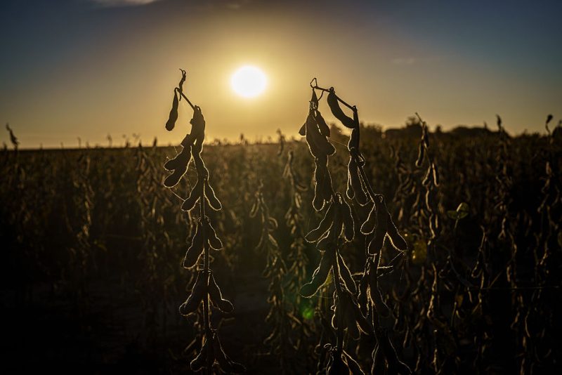 Parliament vetoes bid to strip soy biofuels of renewable status