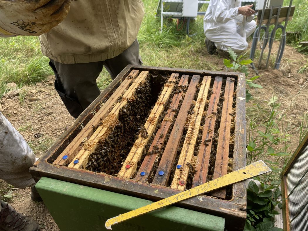 How fewer rooftop hives may help honeybees and pollinators