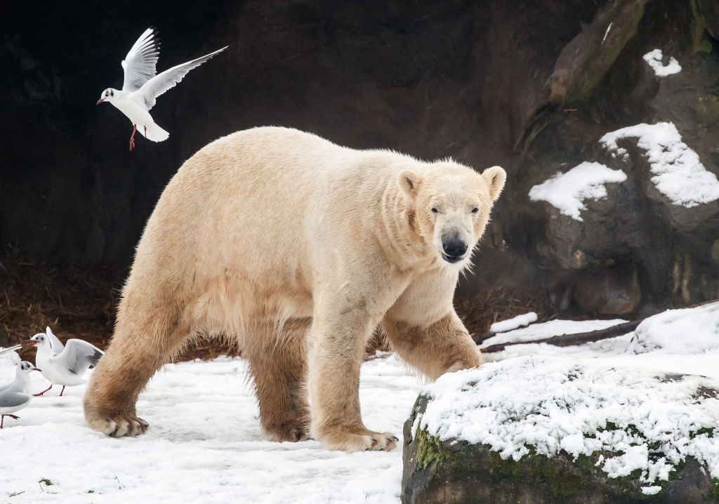Chickens, cattle and polar bears: bird flu spreads