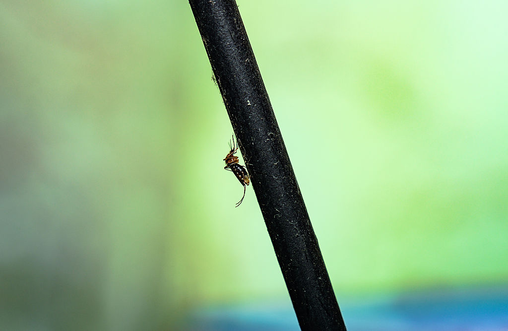 EU health agency urges protection against West Nile virus