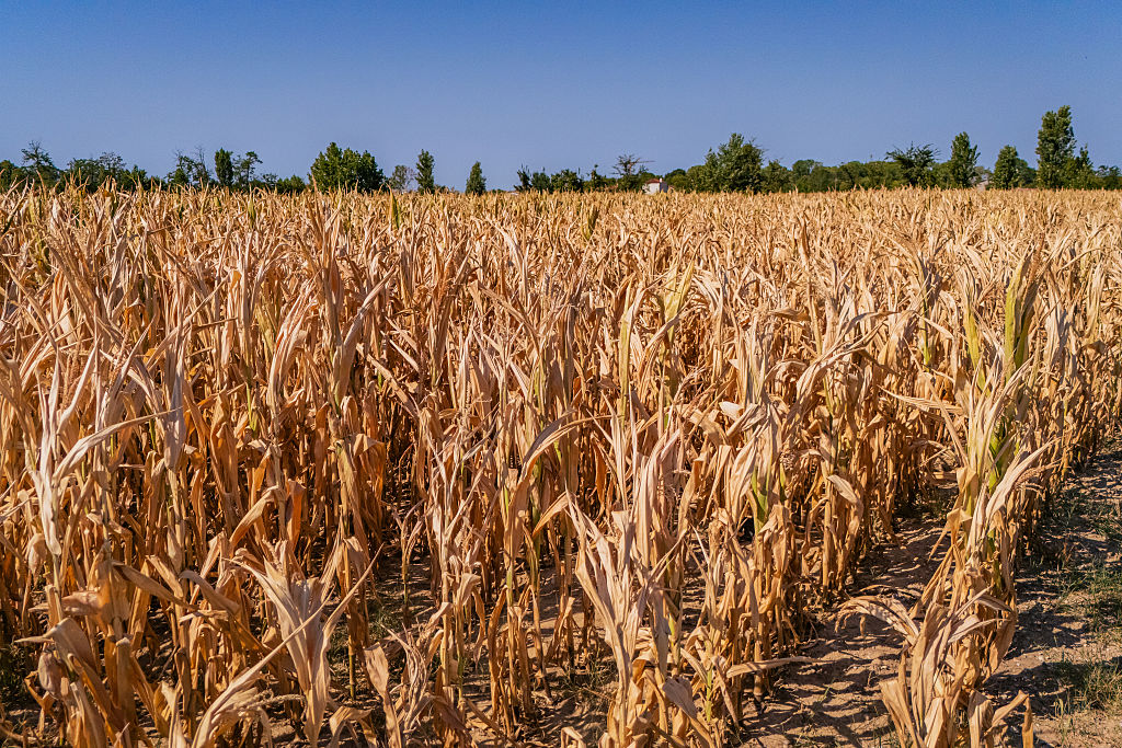 Farmers press Commission for drought aid