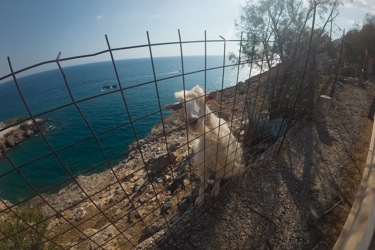 Greek army takes over Lesvos foot-and-mouth response