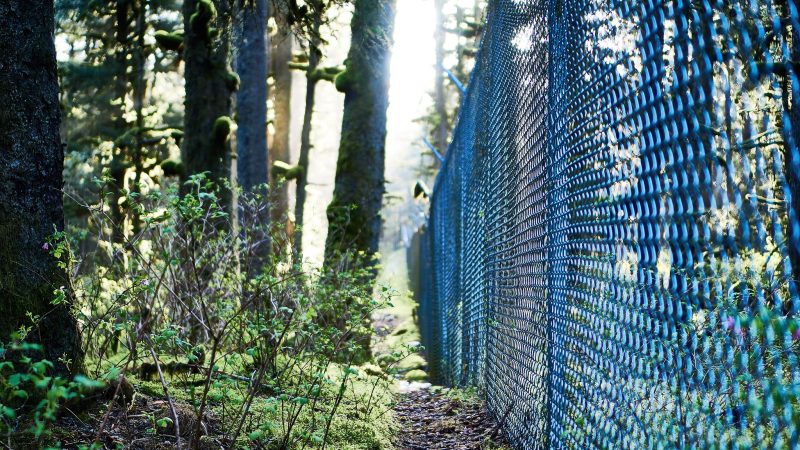 Eu Aims To Ring Fence Old Growth Forests In New Biodiversity Plan Euractiv Com
