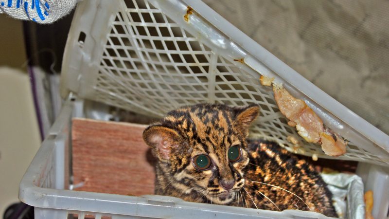 The new EU Action Plan can be an effective mechanism for bold, global action against wildlife trafficking - Vimarsana News