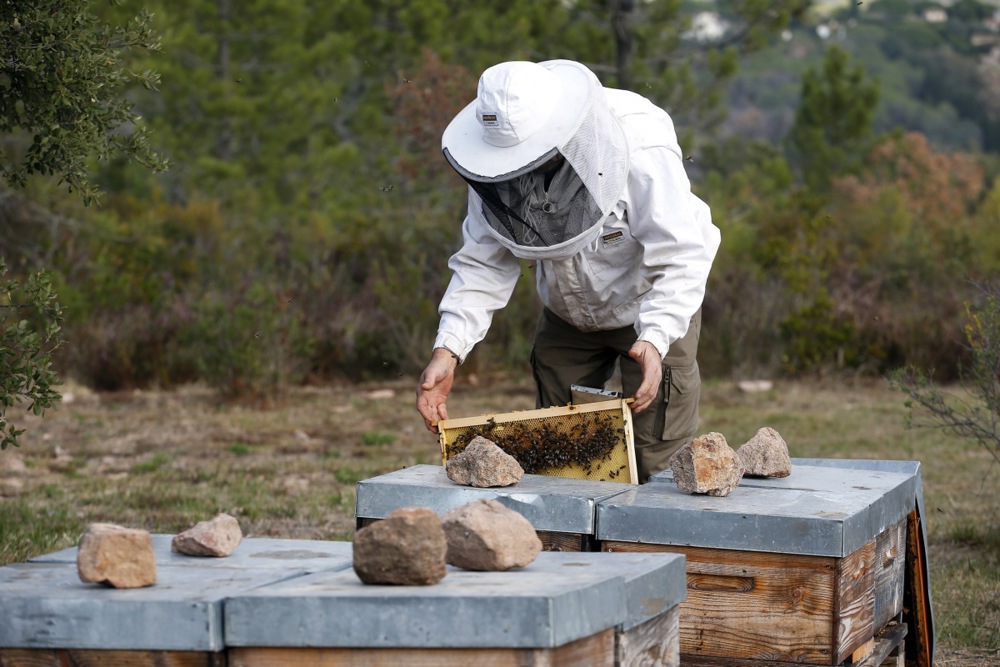 Asian buzz kill: The killer hornet threatening Europe’s honey